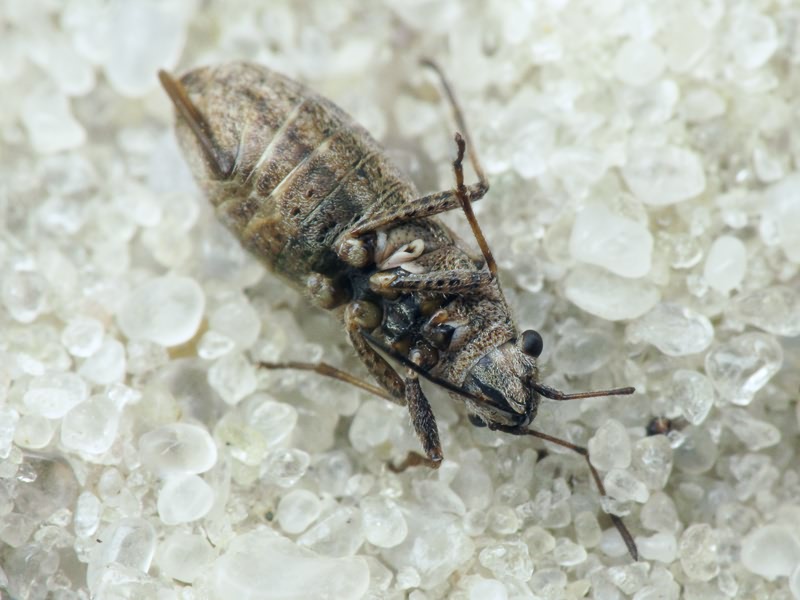 Ortholomus punctipennis (Herrich-Schäffer, 1838)